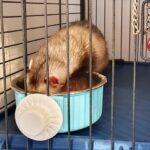 Ferret Food & Water Bowls How To Pick The Best Ones