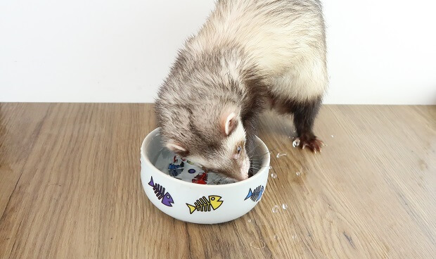ferret digging in water bowl