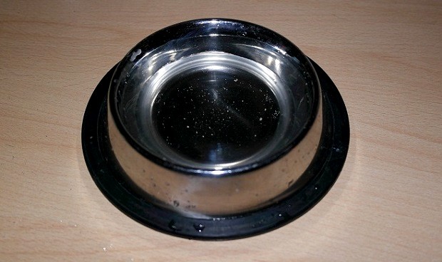 ferret food and water bowl