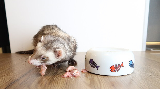 Ferret 2025 food bowl