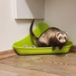 Complete Ferret Poop Guide What Is Normal And What Isn't