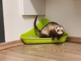 Complete Ferret Poop Guide What Is Normal And What Isn't