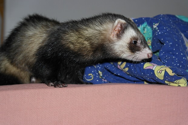 Friendlyferretsmell