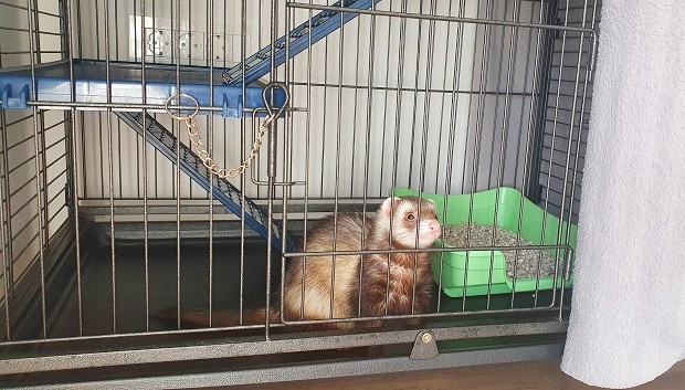 How to house train a clearance ferret