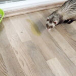 Potty Training Ferrets How To Litter Train A Ferret