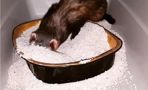 ferret digging in litter box
