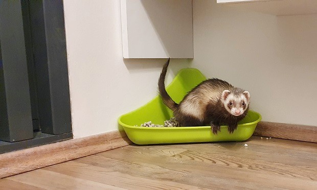 ferret poop