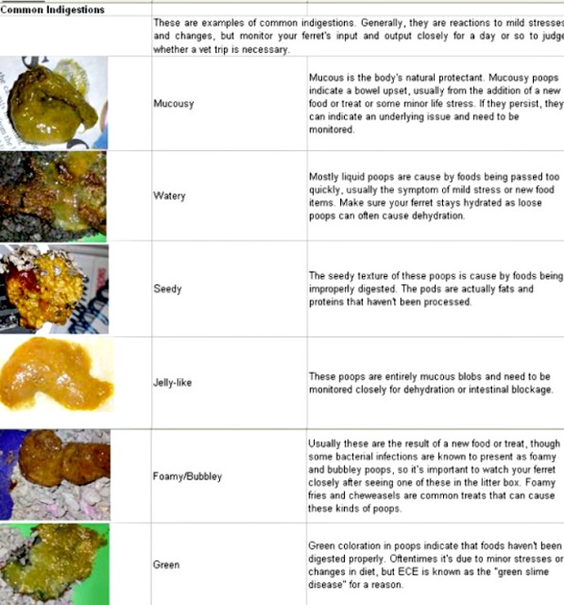 ferret poop chart