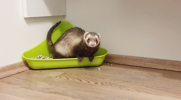 ferret house training