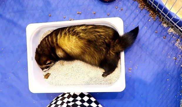 ferret sleeping in litter box