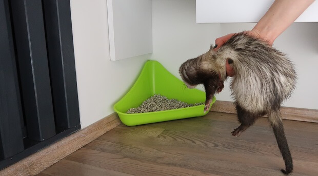 how to house train a ferret