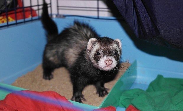 Potty shop training ferrets