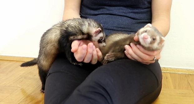 1st day bonding ferrets