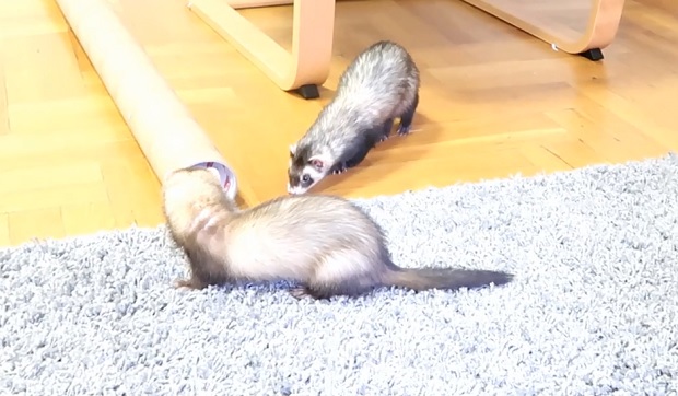 3rd day bonding ferrets