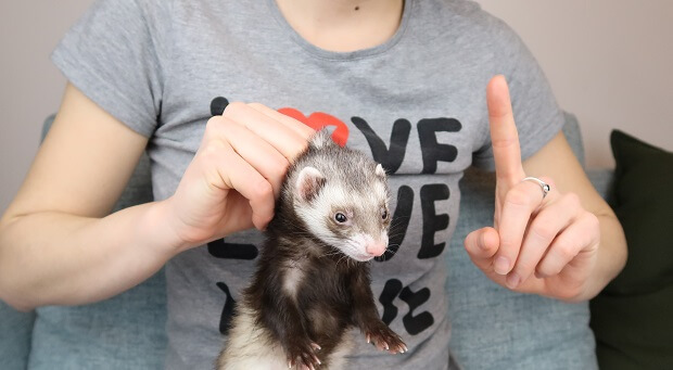 Don't Scruff Your Ferret