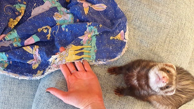 Ferret Nail Can Get Stuck In Fabric