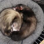 How to Introduce Two Ferrets To Each Other