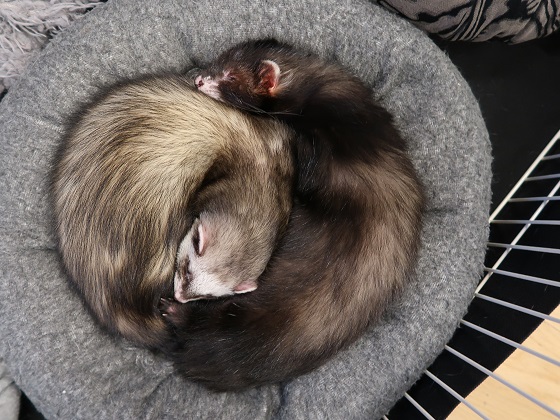 My 2 new ferrets lilo and stitch : r/ferrets