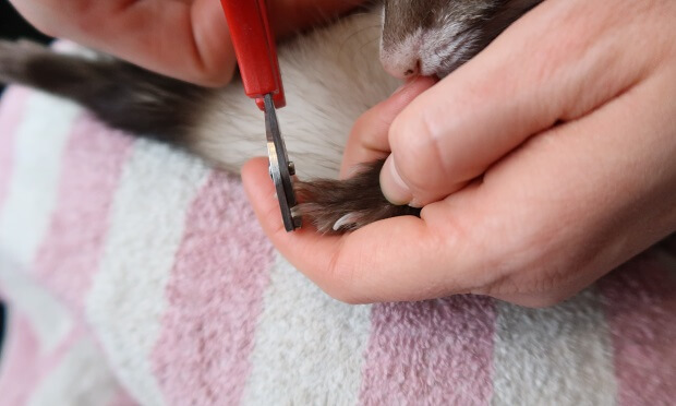 Step 3 Clip Nails On Front Paws