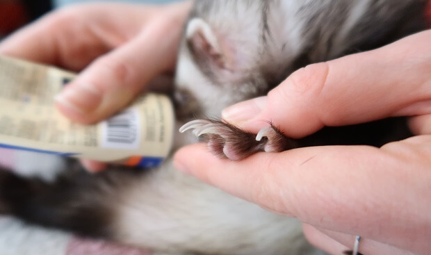 Step 3 Examine Nails On Front Paws