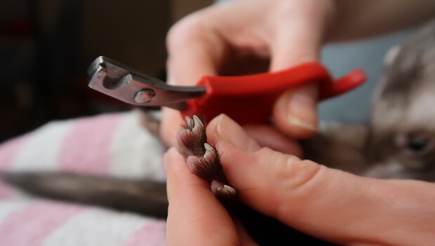 Step 4 Clip Nails On Back Paws,