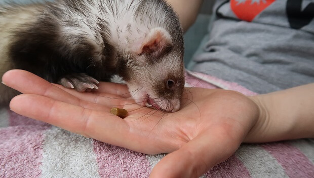 Step 5 Reward Your Ferret