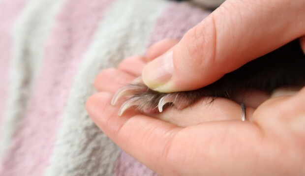What Does A Ferret Nail Look Like
