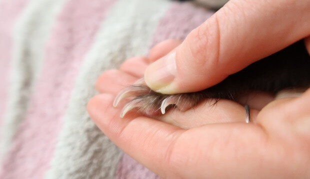 How To Cut Ferret Nails The Right Way Guide With Steps