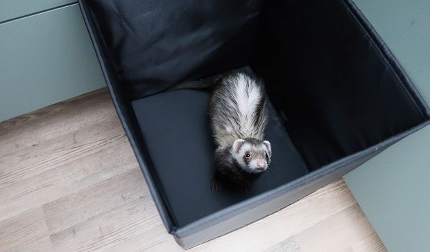 ferret training time out method