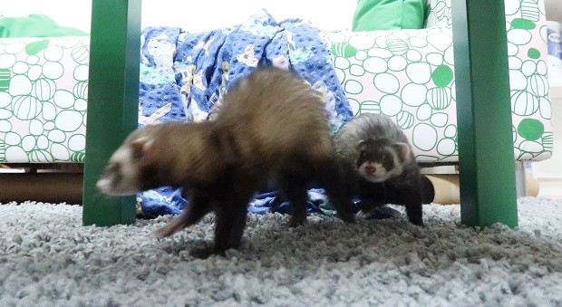 introducing two ferrets