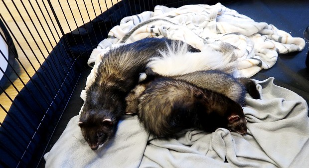 more than 2 ferrets