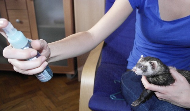 spray water training tip for ferrets