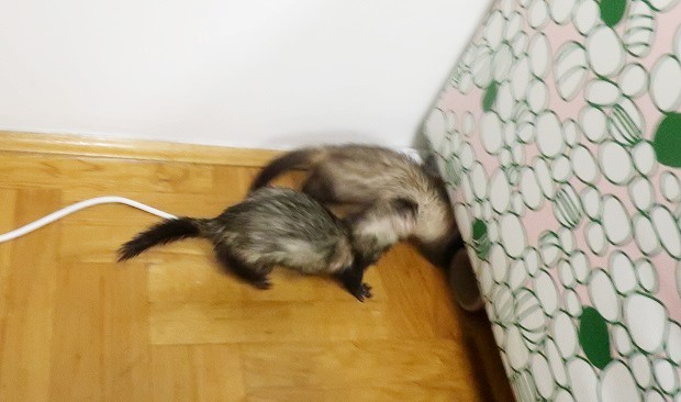 two ferrets figthing