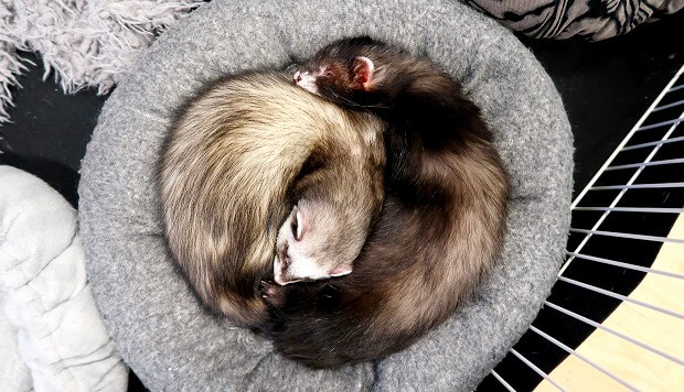 two ferrets