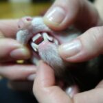 Are Ferrets Considered Rodents And Why That Isn%u2019t True