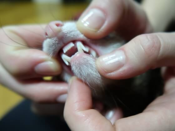 Had to let my little buddy go today : r/ferrets