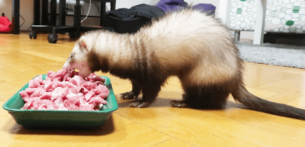 Ferrets Are Carnivores