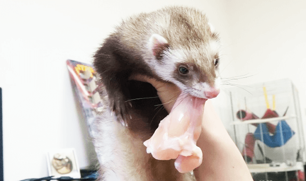 Ferrets Are Hunters