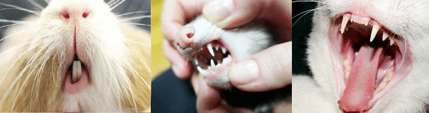 Rodents Teeths VS Ferret Teeth