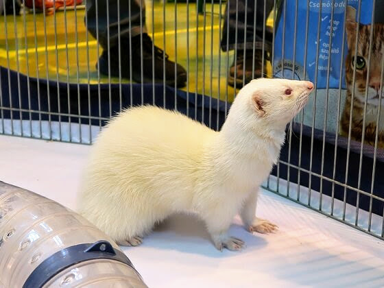 albino ferret