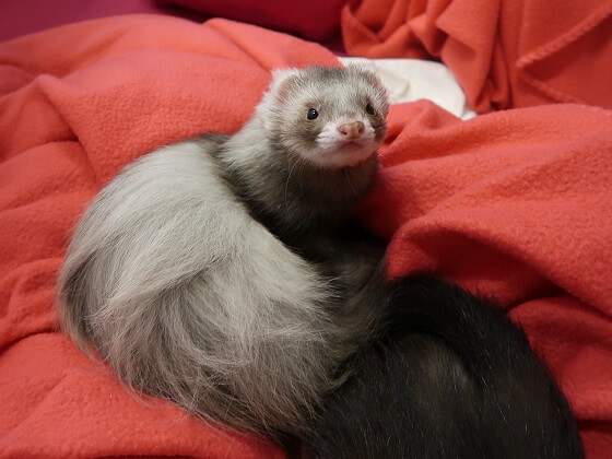  furet angora 