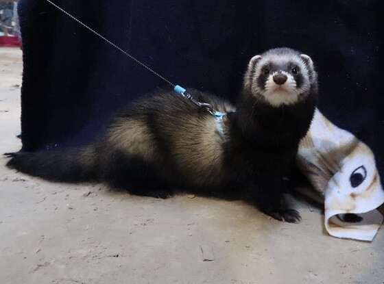 Sable 2024 mitt ferret