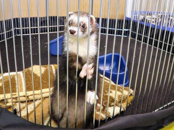 ferret with bib & mitts