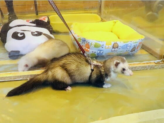  furet à bout de lait 