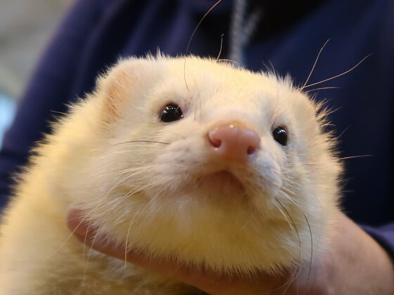 pink ferret nose