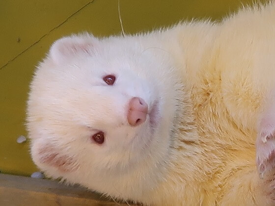 pink ferret nose