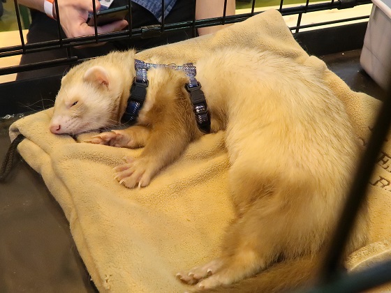 Champagne ferret store