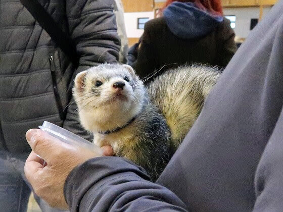 roan ferret