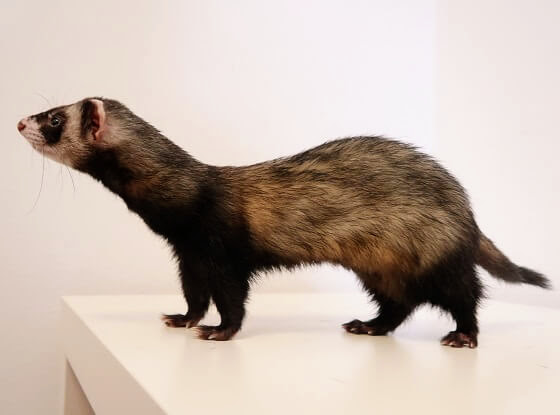 Black sable mitt store ferret