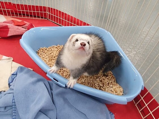  sølvvott ferret